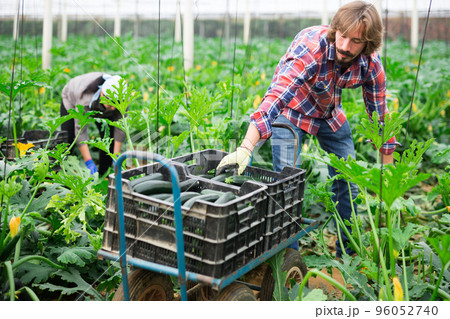 adult farmers picking cocozelles in huge hothouse 96052740