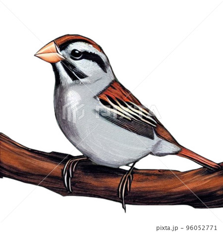 100,000 Sparrow drawing Vector Images | Depositphotos