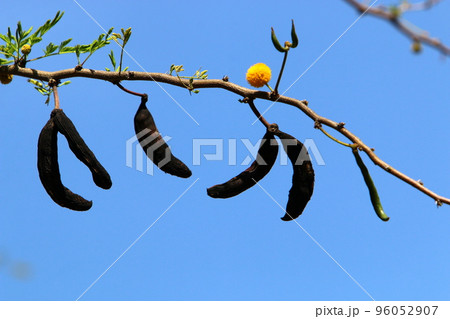 Mimosa blossoms in a city garden in northern Israel. 96052907