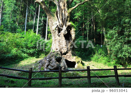 武雄神社の御神木 武雄の大楠 武雄神社の御神木 武雄の大楠 96053041