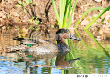 コガモ 96053528