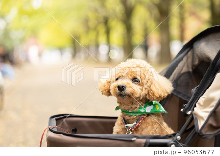 カートに乗っているトイプードル 96053677
