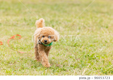 お散歩をしているトイプードル お散歩をしているトイプードル 96053723