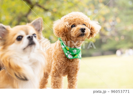 お散歩をしているトイプードル 96053771