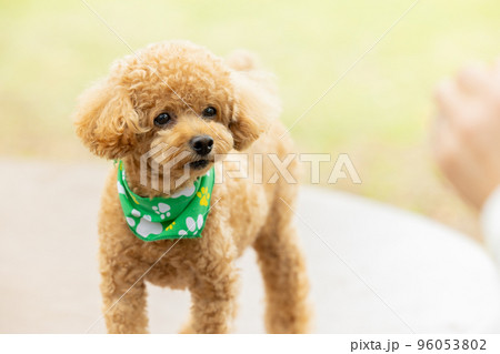 お散歩をしているトイプードル 96053802