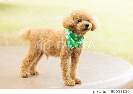 お散歩をしているトイプードル 96053850