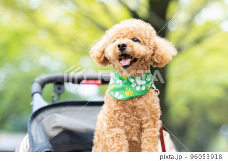 カートに乗っているトイプードル 96053918