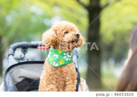 カートに乗っているトイプードル 96053920