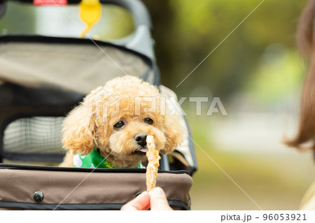 カートに乗っているトイプードル カートに乗っているトイプードル 96053921