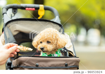 カートに乗っているトイプードル 96053924