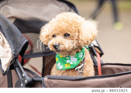カートに乗っているトイプードル 96053925
