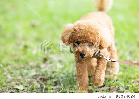 お散歩をしているトイプードル お散歩をしているトイプードル 96054034