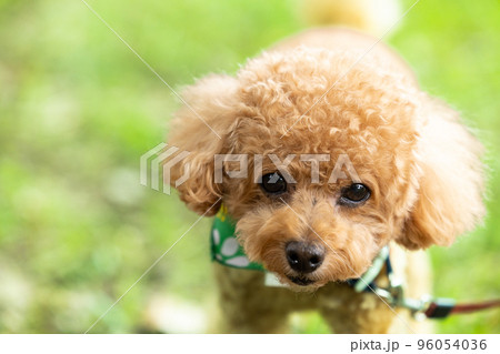 お散歩をしているトイプードル 96054036