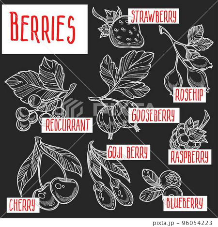 Natural organic fruits berries sketches harvest and cultivation vector Natural organic fruits berries sketches harvest and cultivation vector 96054223