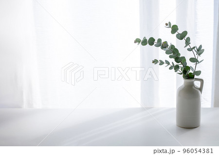 ユーカリ　植物の背景素材 96054381