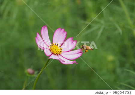 一輪のコスモスとミツバチ 96054758