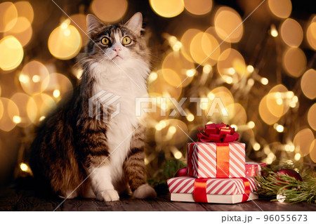 favorite pet cat and Christmas gifts on a festive background. favorite pet cat and Christmas gifts on a festive background. 96055673