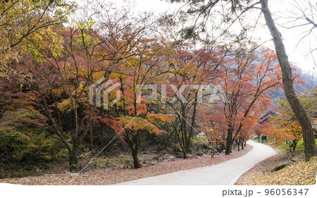 自然 風景 紅葉 96056347