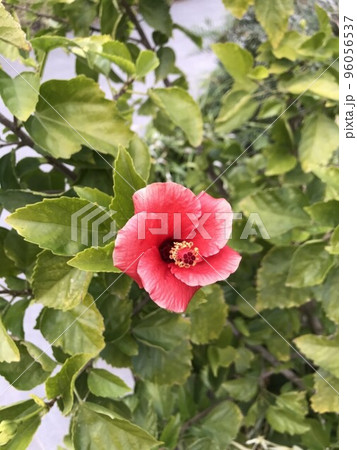 ハイビスカス 濃いピンク 96056537