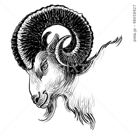 Ram head. Ink black and white drawing Ram head. Ink black and white drawing 96056927