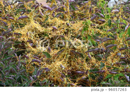 Parasitic plant dodder on trees in a city park. Parasitic plant dodder on trees in a city park. 96057263