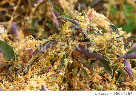 Parasitic plant dodder on trees in a city park. Parasitic plant dodder on trees in a city park. 96057264