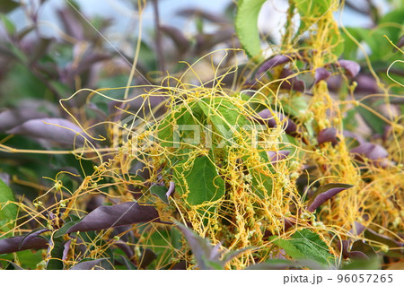 Parasitic plant dodder on trees in a city park. Parasitic plant dodder on trees in a city park. 96057265