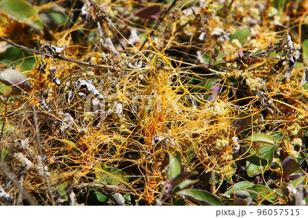 Parasitic plant dodder on trees in a city park. 96057515