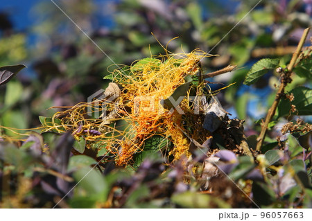 Parasitic plant dodder on trees in a city park. 96057663