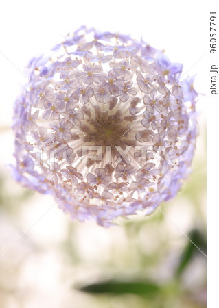 ナチュラルにブルーレースフラワー 96057791