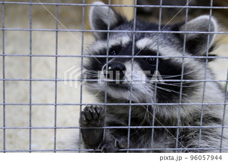 Close-up black and white raccoon holding on to the bars in the zoo with its paws. Animal Protection Day concept 96057944