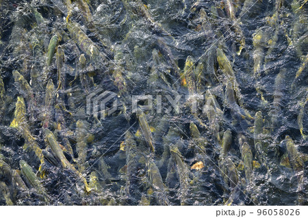 遡上するたくさんの鮭（真俯瞰 疑似空撮） 96058026