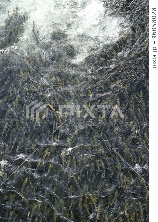 遡上するたくさんの鮭(疑似空撮) 遡上するたくさんの鮭(疑似空撮) 96058028