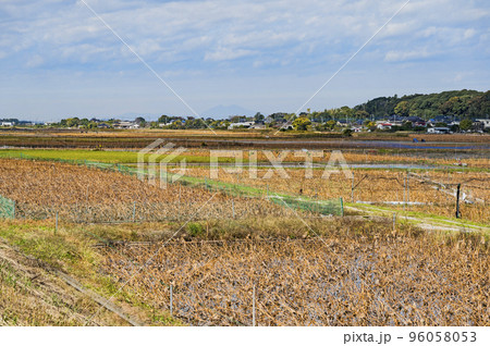 茨城県稲敷市浮島地区の蓮田 96058053