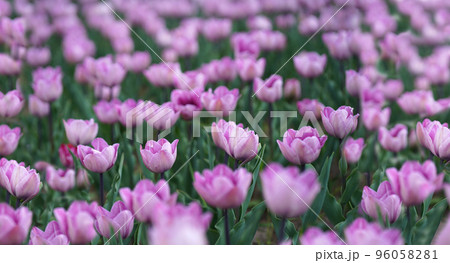 Sunrise over the farm land during Spring season with colorful Tulip fields ,beautiful bouquet of Spring Tulip flowers Sunrise over the farm land during Spring season with colorful Tulip fields ,beautiful bouquet of Spring Tulip flowers 96058281