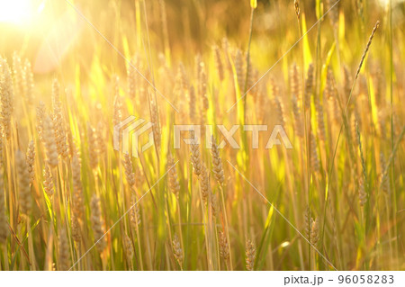 Close up of wheat ears, field of wheat in a summer day. Harvesting period 96058283