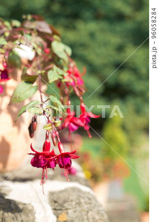 A gorgeous and beautiful fuchsia flower in a pot on balcony 96058284
