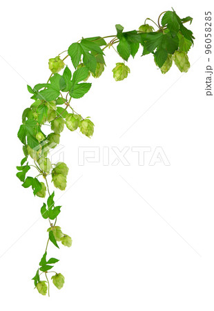 composition of hops isolated on a white background composition of hops isolated on a white background 96058285