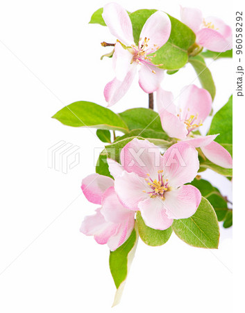 apple tree blossoms. Twig of a young apple tree with green leaves on a white background apple tree blossoms. Twig of a young apple tree with green leaves on a white background 96058292