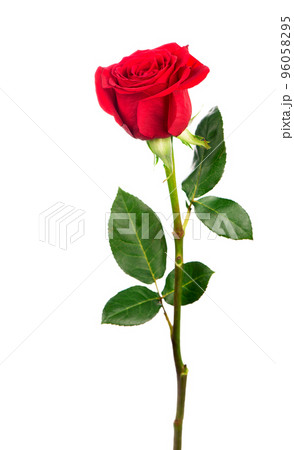 Several red rose on a white background Several red rose on a white background 96058295