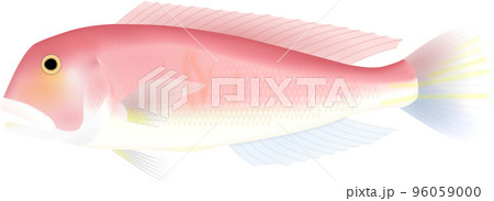 アマダイ 96059000