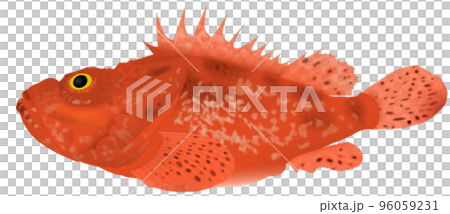 Onikasago Onikasago 96059231