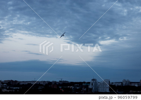 seagull hovering in the sky 96059799