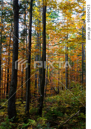 beautiful autumn beech forest. Carpathians in Ukraine. Dovbush rocks 96060425