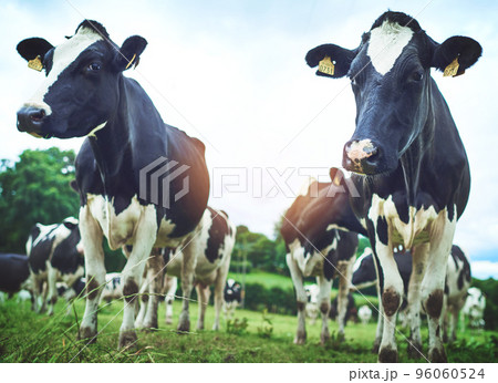 Getting their grazing on. Shot of a herd of cattle on a dairy farm. 96060524