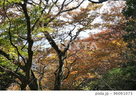 紅葉の筑波山頂き 自然研究路の風景 紅葉の筑波山頂き 自然研究路の風景 96061073