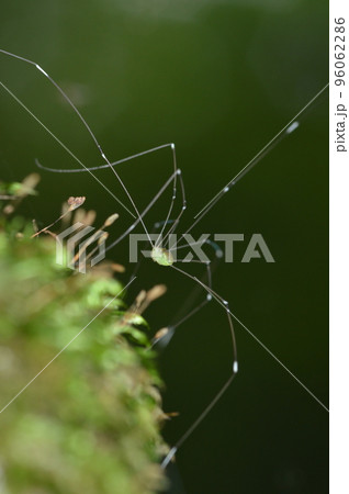 ザトウムシ ザトウムシ 96062286