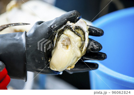 牡蠣剥き作業 96062824