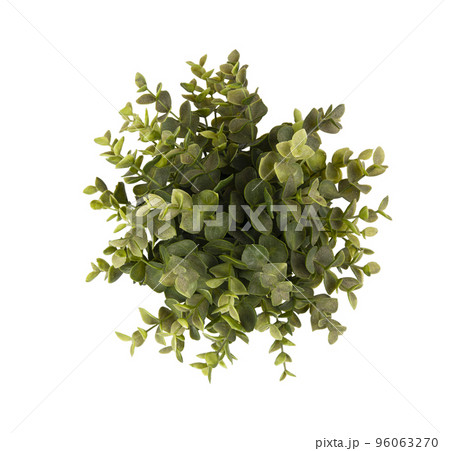 Green plant Green plant 96063270