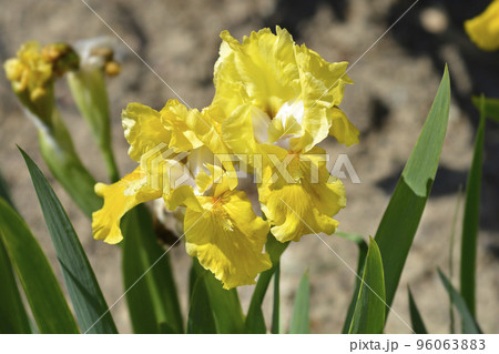 Standard Dwarf Bearded Iris Rabbits Foot Standard Dwarf Bearded Iris Rabbits Foot 96063883